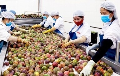 Gia Lai: Tận dụng cơ hội, tạo đột phá xuất khẩu hàng nông sản