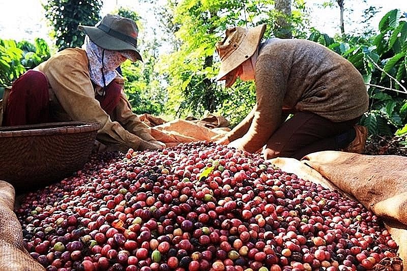 Xuất khẩu cà phê giảm cả về lượng và giá trị