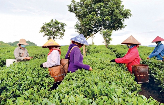 Tri thức hóa nông dân để nông nghiệp chuyên nghiệp, nông thôn hiện đại