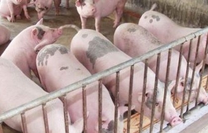 Giá lợn hơi hôm nay (28/11) duy trì quanh mức 51.000 - 56.000 đồng/kg