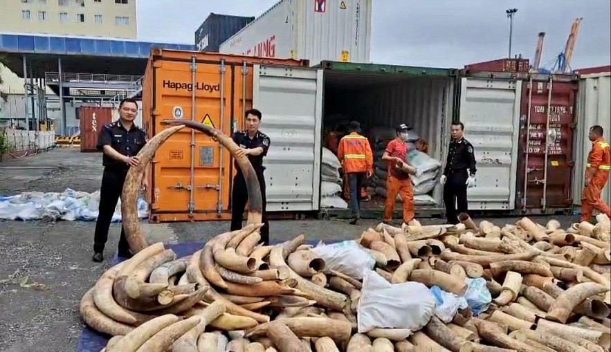 Cục Hải quan Hải Phòng bắt giữ khoảng 7 tấn ngà voi nhập lậu