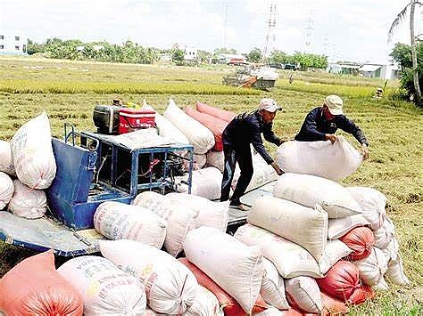 Ngày 27/6: Giá lúa gạo tăng giảm trái chiều