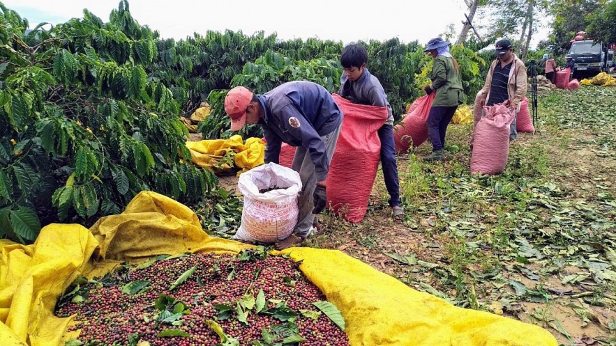 Ngày 28/7: Giá cà phê tăng, hồ tiêu đi ngang, cao su kỳ hạn giảm