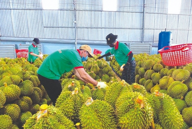 chu dong tam dung xuat khau mat hang nong san vi pham kiem dich