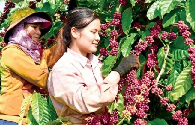 TP. Hồ Chí Minh: Triển khai hợp tác phát triển kinh tế - xã hội với các tỉnh Tây Nguyên
