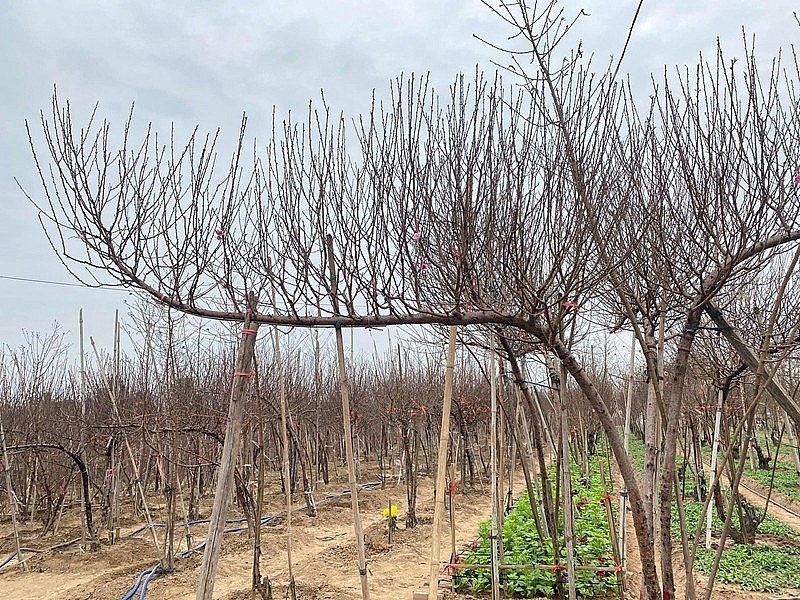 Giá đào, quất năm nay tăng nhẹ so với mọi năm