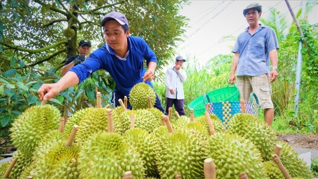 "Lộc  Xuân" ở thủ phủ sầu riêng, cà phê