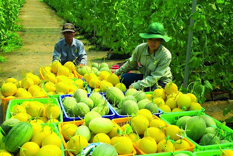 Vĩnh Long: Sử dụng hiệu quả vốn đầu tư công, sớm trở thành thành tỉnh nông nghiệp công nghệ cao