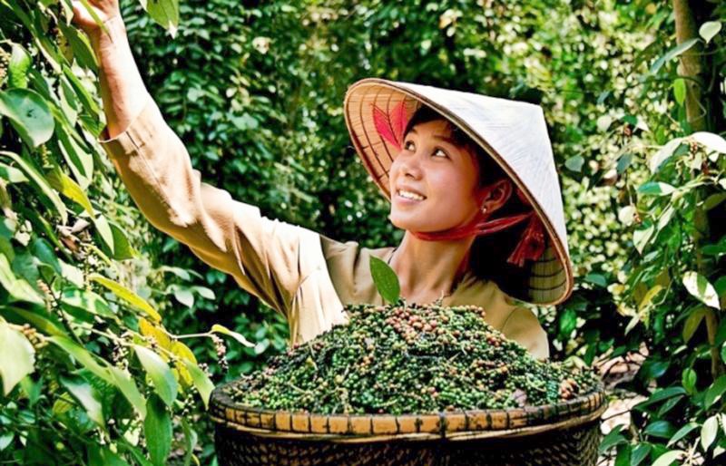 Xuất khẩu hồ tiêu đã có đơn hàng đến hết quý III