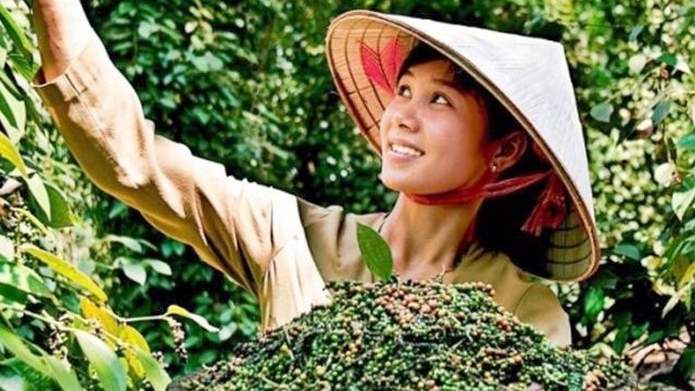 xuat khau ho tieu da co don hang den het quy iii