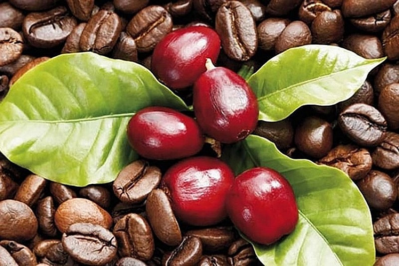 Giá cà phê mới nhất ngày 30/12/2023: Thị trường cà phê trong nước tăng cao 1.100 đồng/kg