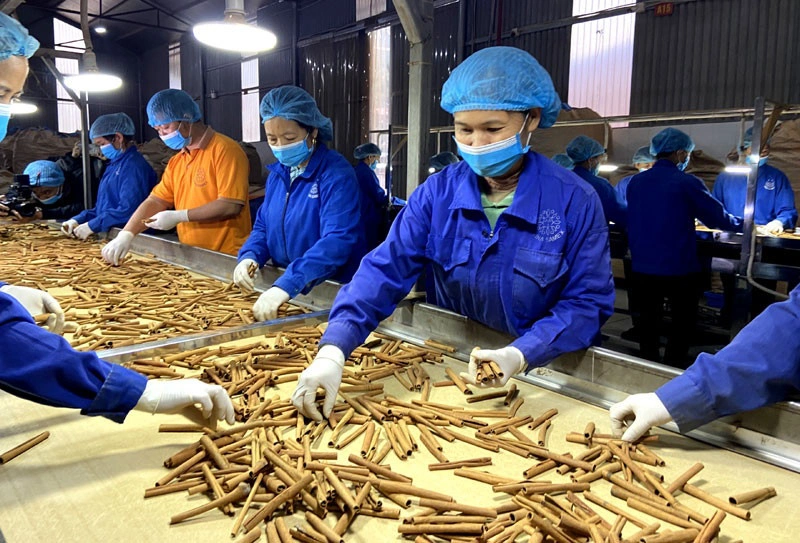 quế là một trong những mặt hàng xuất khẩu chủ lực của ngành gia vị Việt Nam chiếm 21,4% thị phần xuất khẩu sau hồ tiêu