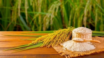 Ngày 14/5: Giá gạo bật tăng trở lại, lúa ổn định