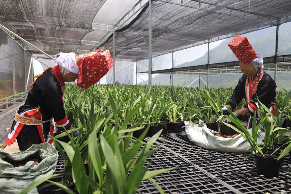 địa phương đẩy mạnh cơ cấu lại ngành nông nghiệp, phát triển kinh tế nông thôn