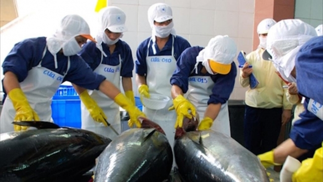 Việt Nam thu về gần 472 triệu USD từ xuất khẩu cá ngừ