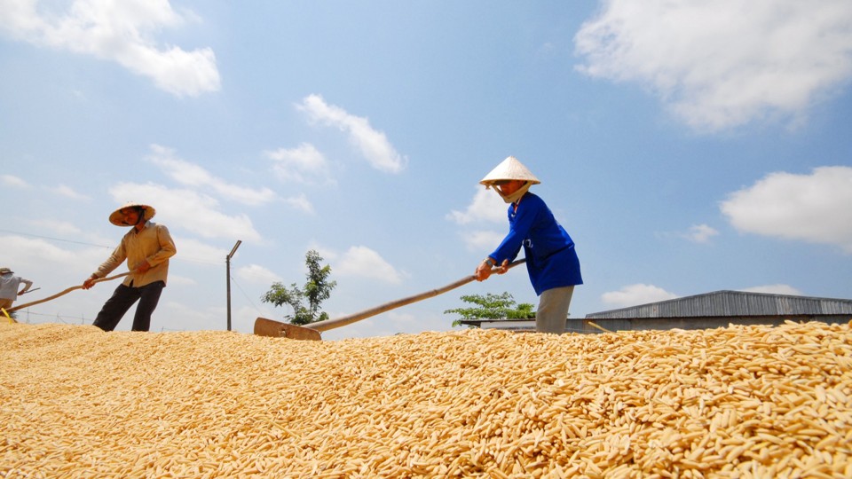 Ngày 25/7: Giá lúa tại thị trường nội địa tiếp tục điều chỉnh tăng