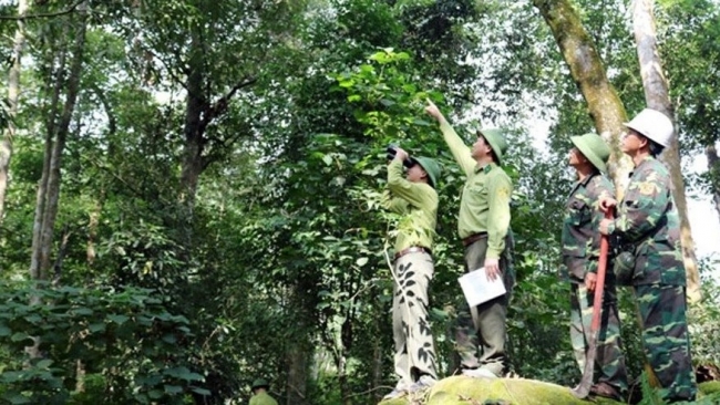 Chủ động hoàn thiện các điều kiện để tham gia thị trường các-bon rừng