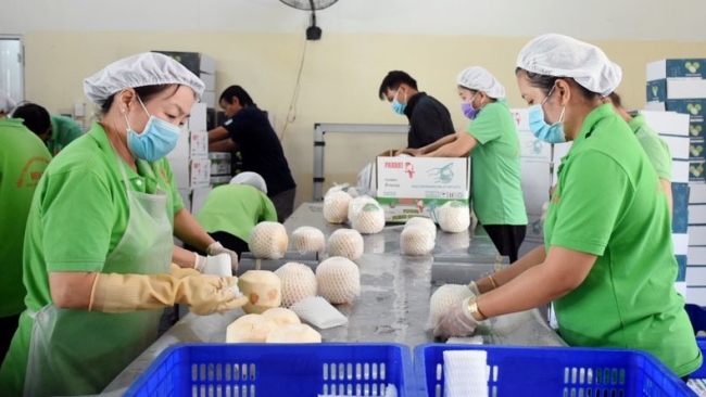 viet nam da san sang cho dot kiem tra xuat khau dua tuoi sang trung quoc