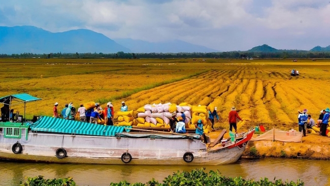 Đồng bằng sông Cửu Long: Thúc đẩy xúc tiến thương mại để xuất khẩu vượt rào