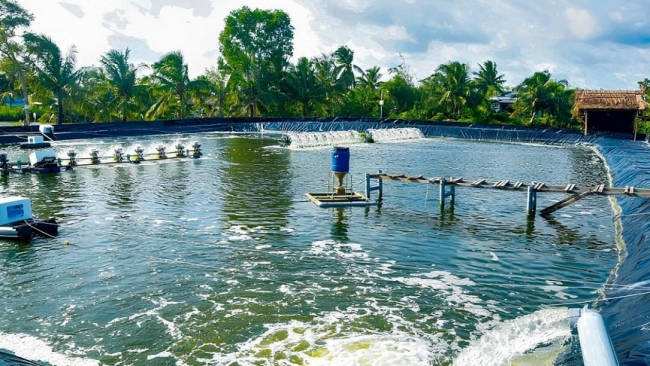 Đồng bằng sông Cửu Long: Triển vọng từ mô hình nuôi tôm không xả thải