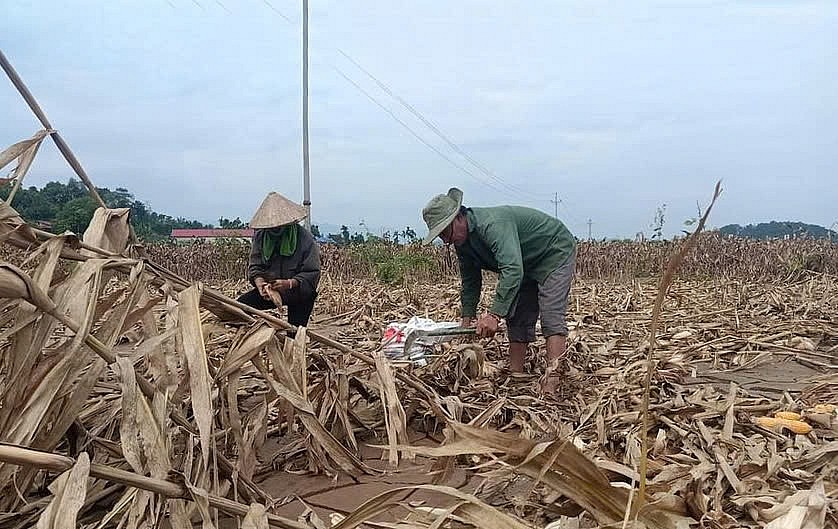 Tăng mức hỗ trợ để sớm khôi phục nông nghiệp bị thiệt hại do thiên tai