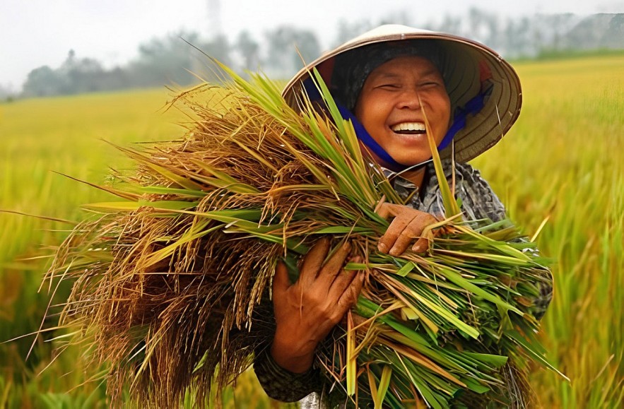 Đồng bằng sông Cửu Long: Cho vay đến 3 tỷ đồng không cần thế chấp cho Đề án 1 triệu ha lúa