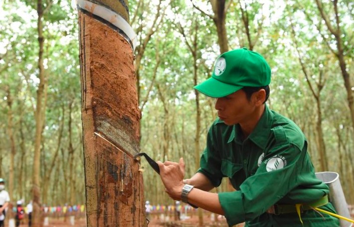 Cao su Phước Hoà nói gì khi lợi nhuận sau thuế giảm gần 90% so với cùng kỳ?