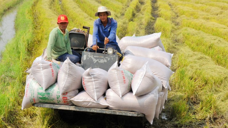 Ngày 18/11: Giá lúa gạo tại khu vực Đồng bằng sông Cửu Long ổn định sáng đầu tuần