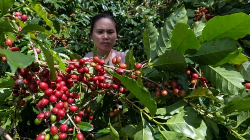 Ngày 20/11: Giá cà phê và hồ tiêu đồng loạt tăng