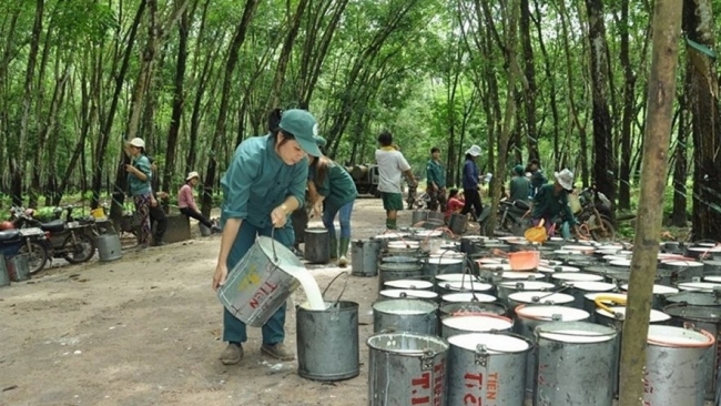 Ngày 24/11: Giá cao su biến động trái chiều trên các sàn giao dịch