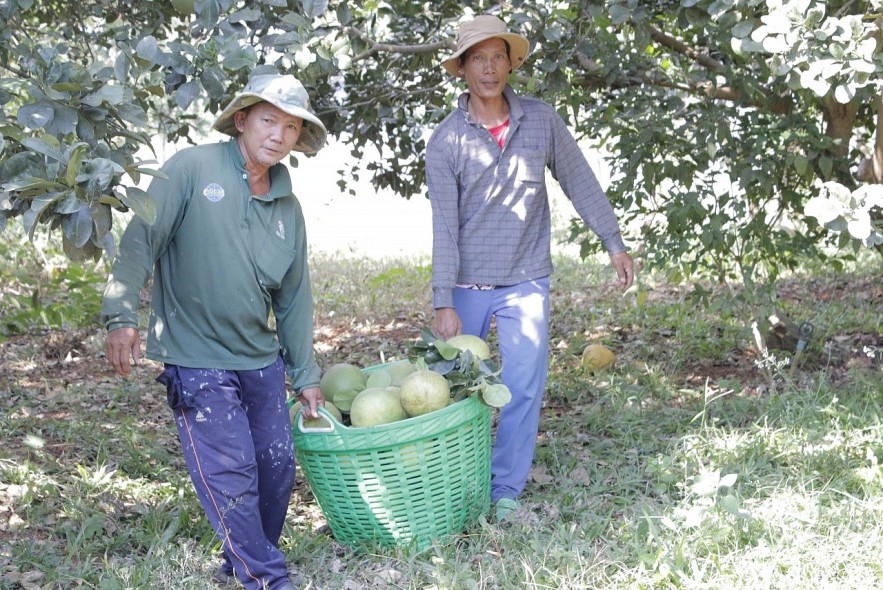 Bà Rịa-Vũng Tàu đẩy mạnh phát triển nông nghiệp công nghệ cao, đa dạng sản phẩm OCOP