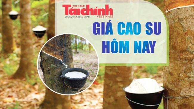 Ngày 3/1: Giá cao su thế giới đồng loạt giảm, trong nước đi ngang