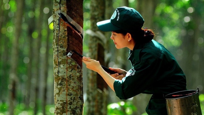 Ngày 4/1: Giá cao su trong nước tăng nhẹ, sàn giao dịch giảm sâu