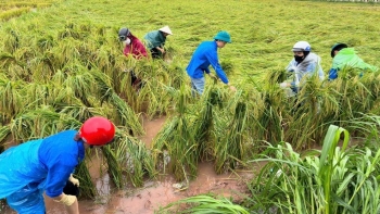 Sẽ sửa đổi Nghị định bảo hiểm nông nghiệp, tăng vai trò "lá chắn" trước rủi ro