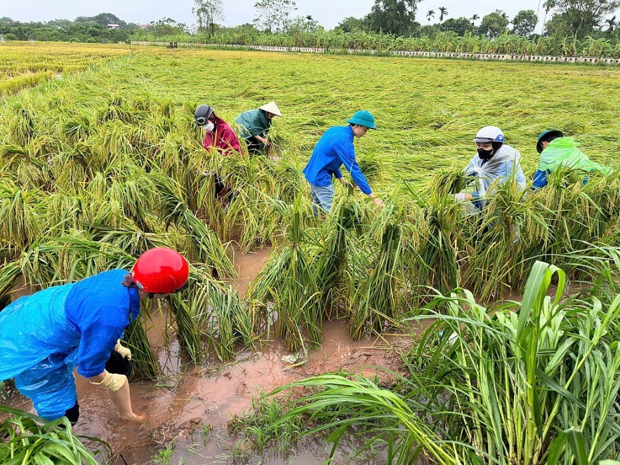 Sẽ sửa đổi Nghị định bảo hiểm nông nghiệp, tăng vai trò 