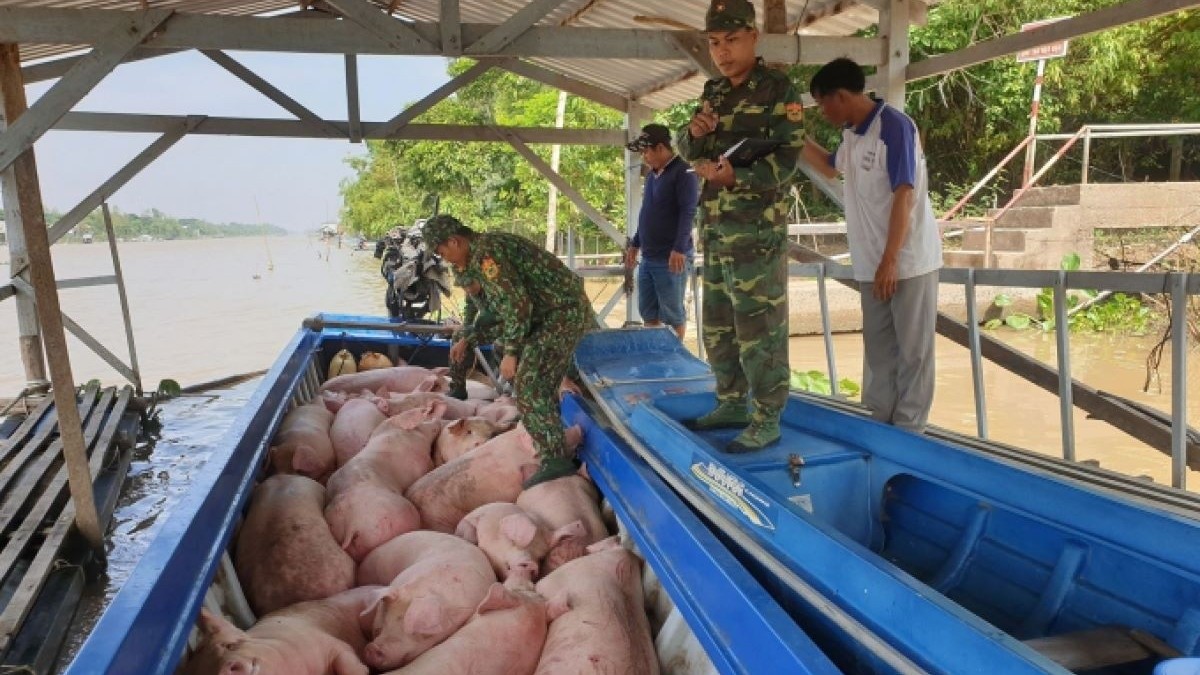 Vẫn nhức nhối chuyện nhập lậu, buôn bán, vận chuyển trái phép động vật