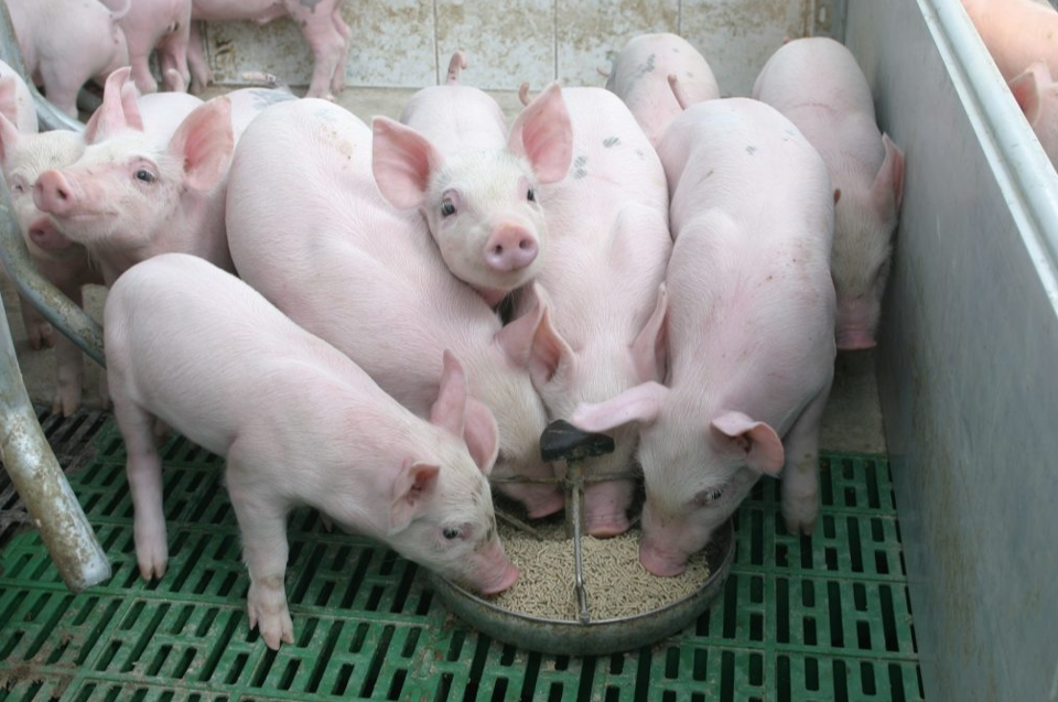 Ngày 13/2: Giá heo hơi đi ngang trong khoảng 68.000 - 73.000 đồng/kg