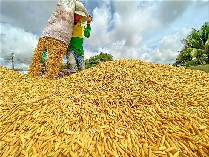 Ngân hàng cấp tín dụng kịp thời cho sản xuất, xuất khẩu lúa gạo tại Đồng bằng sông Cửu Long