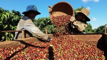 Ngày 11/3: Giá cà phê đảo chiều tăng mạnh, hồ tiêu giảm sâu