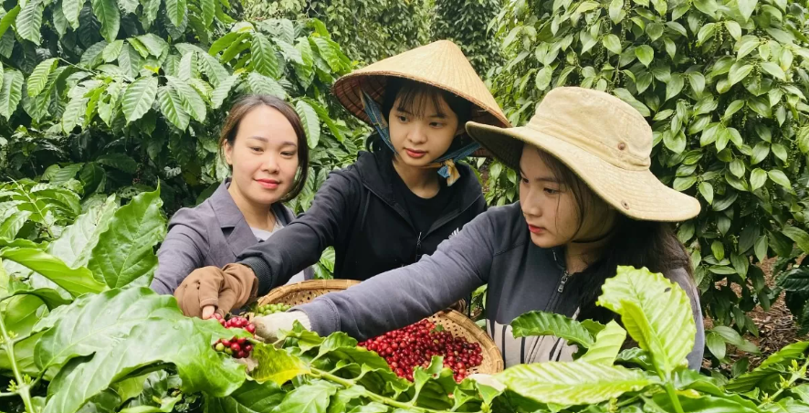 Ngày 11/4: Giá cà phê và hồ tiêu cùng nhau bật tăng trở lại