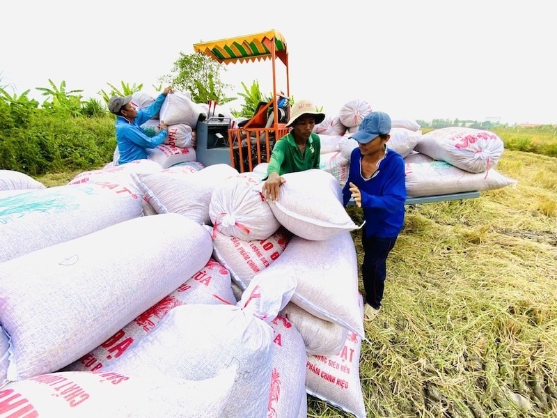 Giá gạo bật tăng trở lại