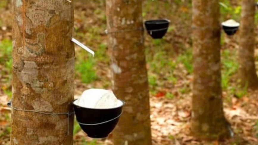 Ngày 26/4: Giá cao su trên các sàn giao dịch chủ chốt biến động trái chiều