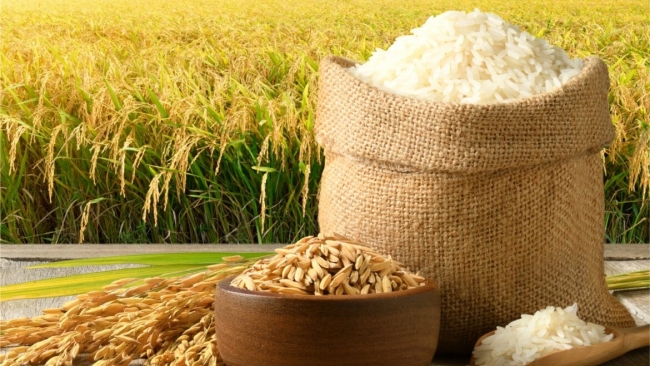 Ngày 26/4: Giá lúa gạo tại Đồng bằng sông Cửu Long bình ổn
