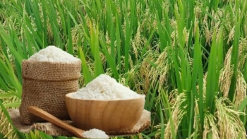 Ngày 1/5: Giá gạo tại Đồng bằng sông Cửu Long bình ổn, lúa tươi vững giá