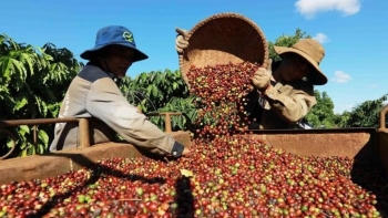 Ngày 1/5: Giá cà phê và hồ tiêu đồng loạt duy trì mức cao