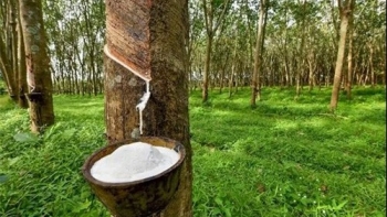 Ngày 3/5: Giá cao su bật tăng tại thị trường Nhật Bản và Thái Lan