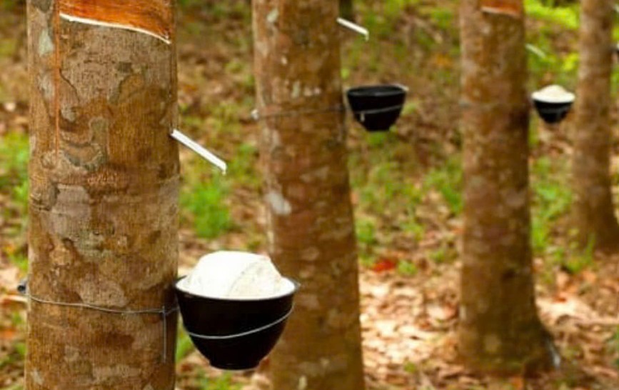 Ngày 11/5: Giá cao su thế giới lên - xuống khó lường