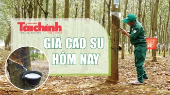 Ngày 15/5: Giá cao su trên các sàn giao dịch đồng loạt tăng mạnh