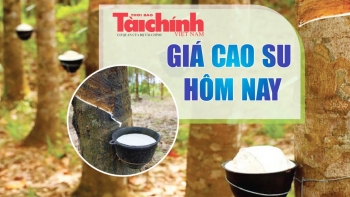 Ngày 16/5: Giá cao su thế giới tiếp tục tăng ở các thị trường chính