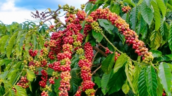Ngày 19/5: Giá cà phê neo cao, hồ tiêu cao nhất ở mức 153.000 đồng/kg